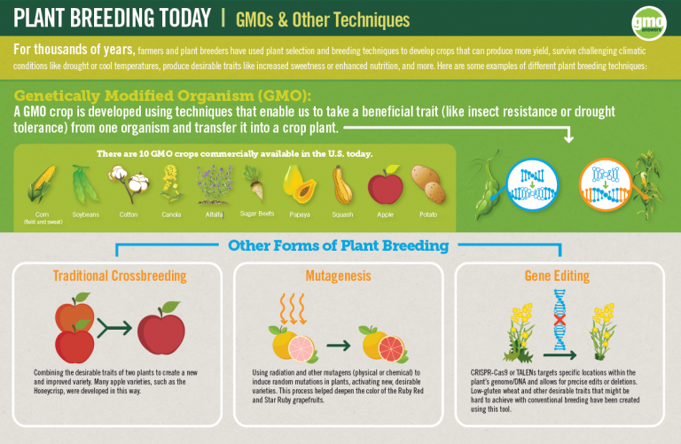 gmo genetically organisms crops breeding plants regulation gmoanswers tolerance resistance